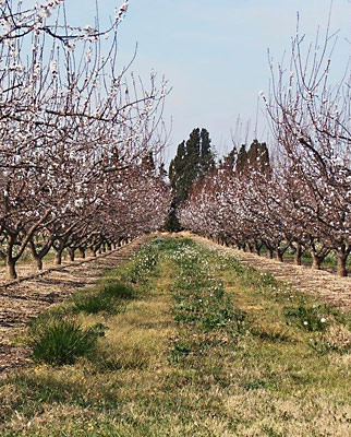 Les vergers du Domaine des Arbres Blancs