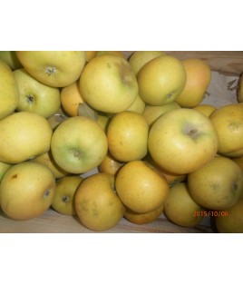 Pommes Chantecler 5 kg