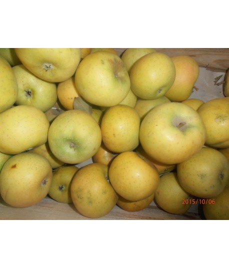 Pommes Chantecler Pommes Chantecler