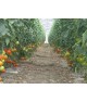Tomates rondes