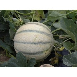 MELON