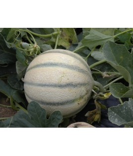 MELON