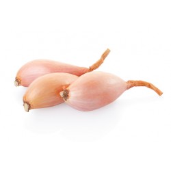 Echalote