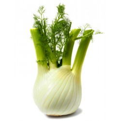 Fenouil BIO