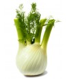 Fenouil 