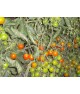 Tomates cerises