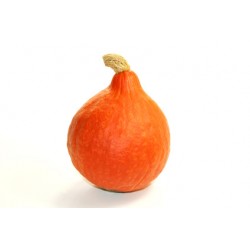 Potimarrons 