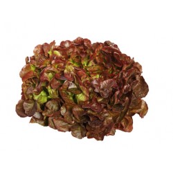 Salade FEUILLE DE CHÊNE ROUGE