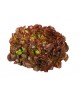 salade feuille de chêne rouge