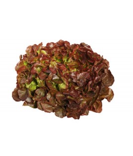 Salade FEUILLE DE CHÊNE ROUGE