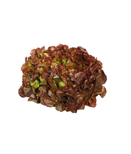 salade feuille de chêne rouge