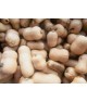 Butternut