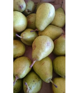 Poires LOUISE BONNE