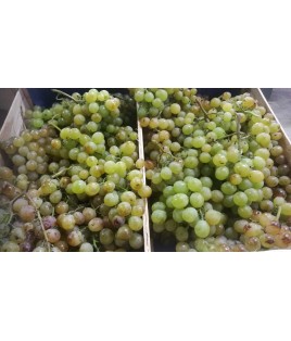Raisin MUSCAT BIO 500 gr