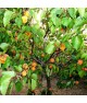 Abricots 