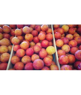 PRUNE SUN 500 gr