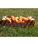 Abricots 