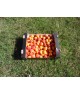 Abricots 