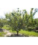 Abricots 