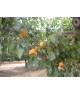 ABRICOTS