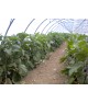 Aubergine promo 2kg